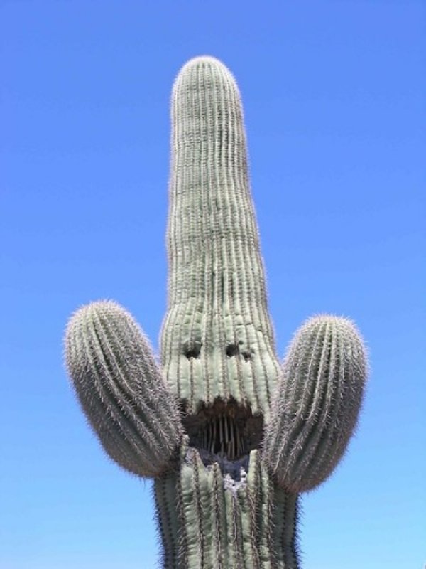 saguaro cactus with faces