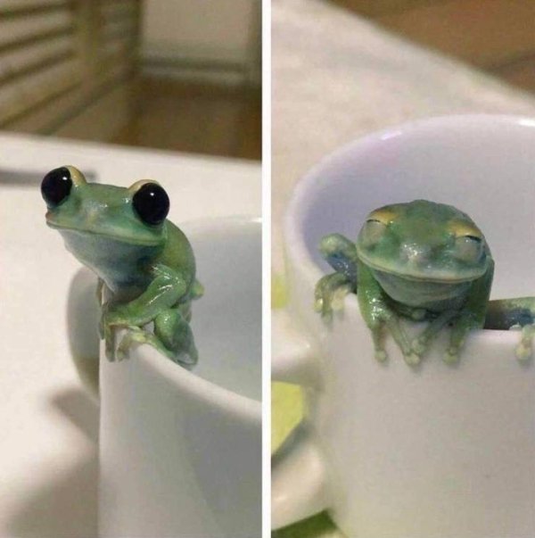 cute frog meme