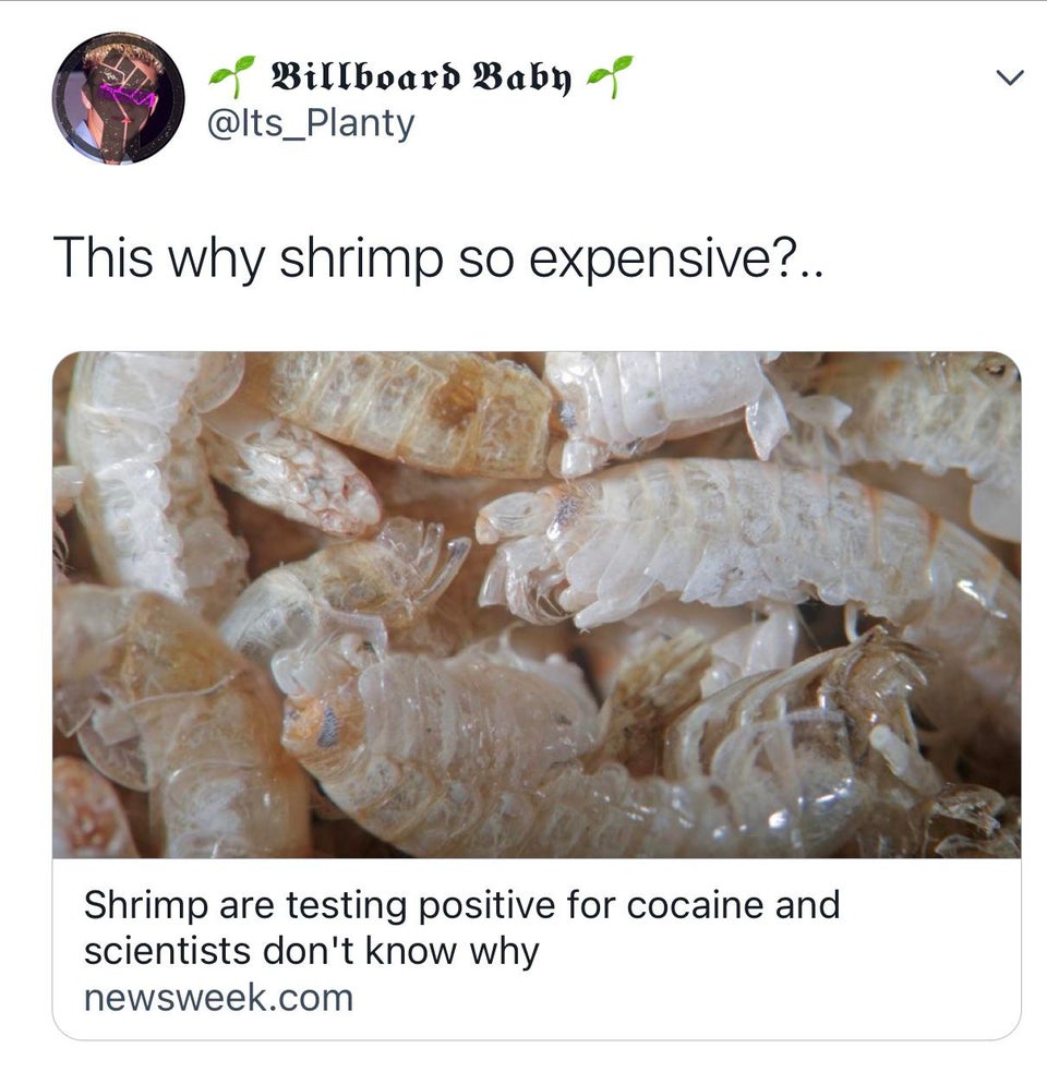 shrimp are testing positive for cocaine meme -