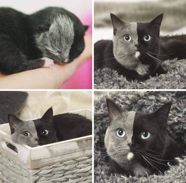 rare kittens