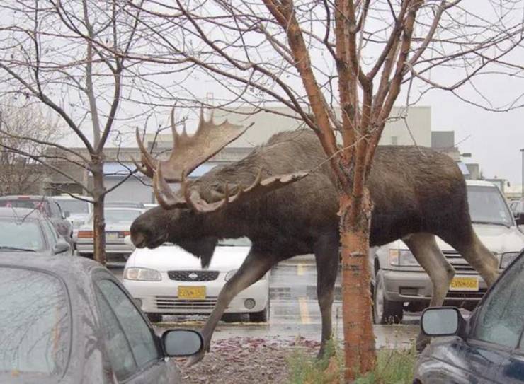 moose big