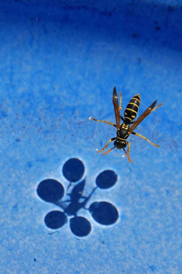 surface tension example - Cla