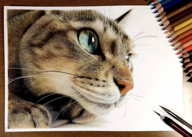 cat colored pencil drawing