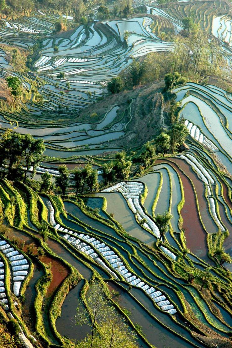 aerial rice fields