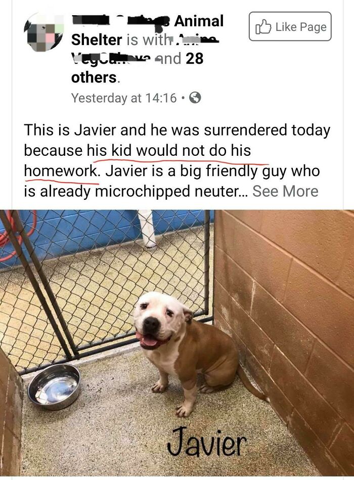 funny parenting - This is Javier and he was surrendered today because his kid would not do his homework. Javier is a big friendly guy who is already microchipped neuter...