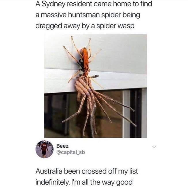 huntsman spider wasp spider - A Sydney resident came home to find a massive huntsman spider being dragged away by a spider wasp Beez sb Australia been crossed off my list indefinitely. I'm all the way good