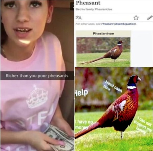 poor pheasant meme - Pheasant Bed in tamiyPhasianidae Xa Por other Pheasant disambiguation Phasianinae Richer than you poor pheasants Need cash now Help Tf I have no money I can not support my family