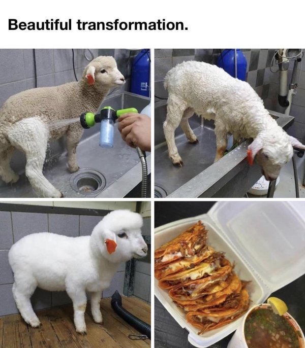 birria tacos meme - Beautiful transformation. .