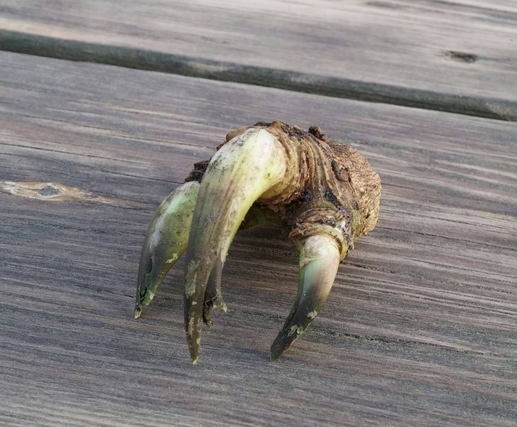 A dinosaur claw stemming from a horseradish root