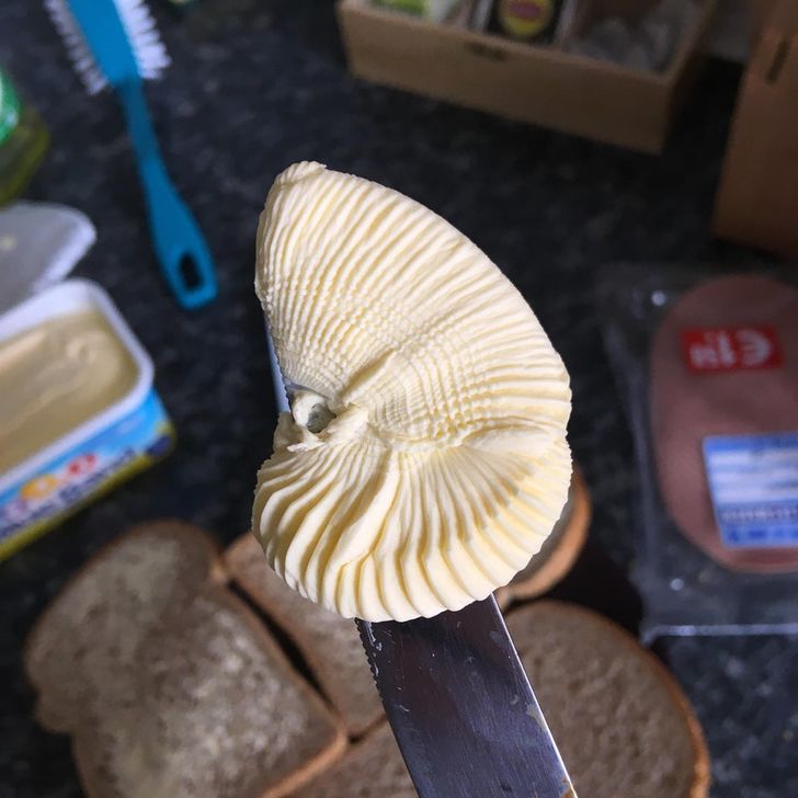 A fossilized shell dug out of softened butter with a table knife