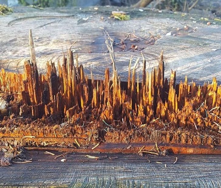 A wooden city made from a snapped tree trunk