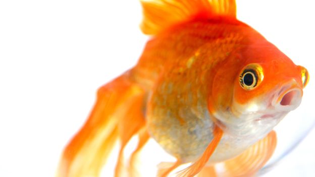 The Internet has made us worse than goldfish. The attention span of a goldfish is 9 seconds. The average human attention spans was 12 seconds in 2000 and dropped to 8 seconds in 2017. I feel in 2020 we’re probably down to…