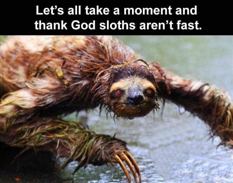 wet sloth - Let's all take a moment and thank God sloths aren't fast.