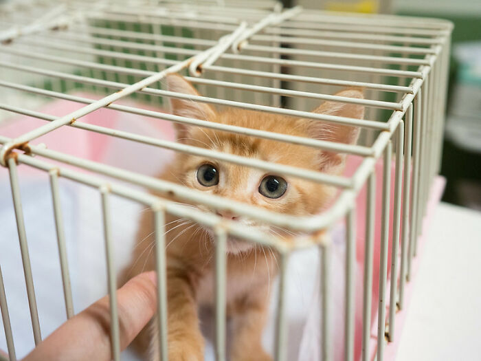 One and a half hours into shift as an animal care worker, I was showing my trainee how to clean the kitten rooms and started him on the easiest cage. We’re talking neonatal, six day old bottle feeder kittens. I explained how to set up the kennel, clean them up, etc. I turned around to grab some towels and a fresh hot water bottle when I heard a thump. And then another thump. Turned around and he was tossing the kittens to the other side of the kennel to move them. Like, underhand lobbing a softball, just tossed three kittens out of his way. I freaked out and yanked his ass down to the supervisor’s office. His excuse was the kittens were ‘attacking’ him, and he felt threatened? So he threw them!!

No warnings, fired on the spot. (The kittens all were fine and got adopted out a few months later. :) )