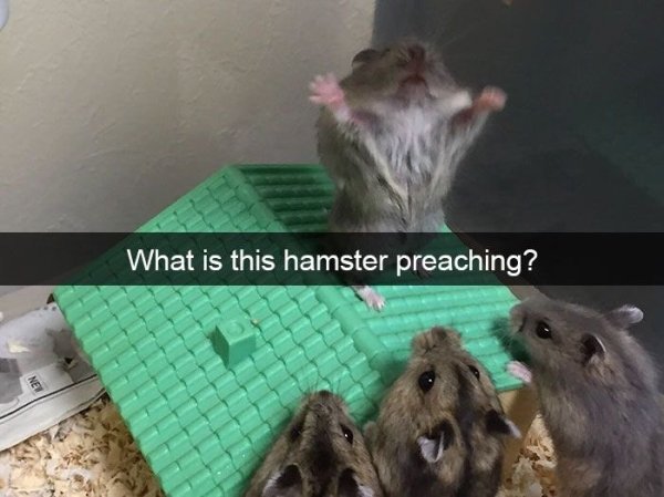 funny animal snapchats - What is this hamster preaching?