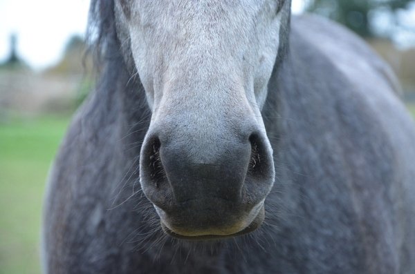 Columella:
The space between nostrils