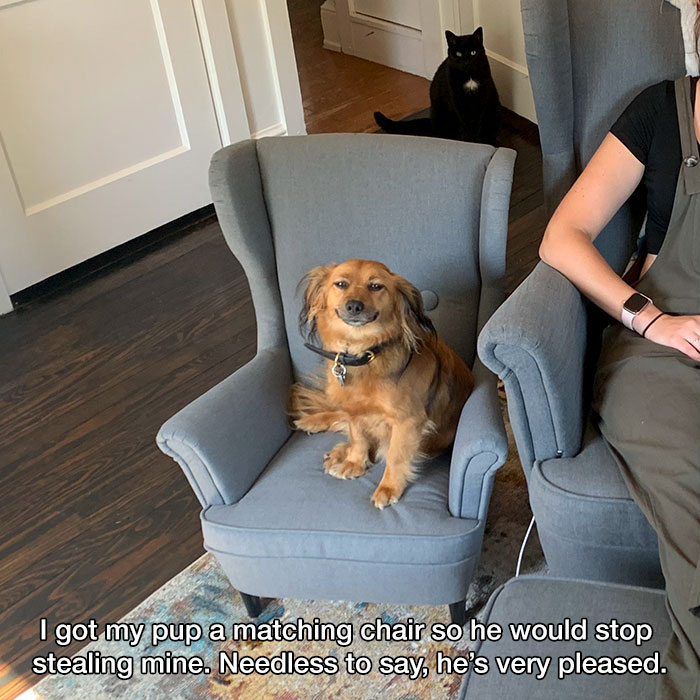 dog - I got my pup a matching chair so he would stop stealing mine. Needless to say, he's very pleased.