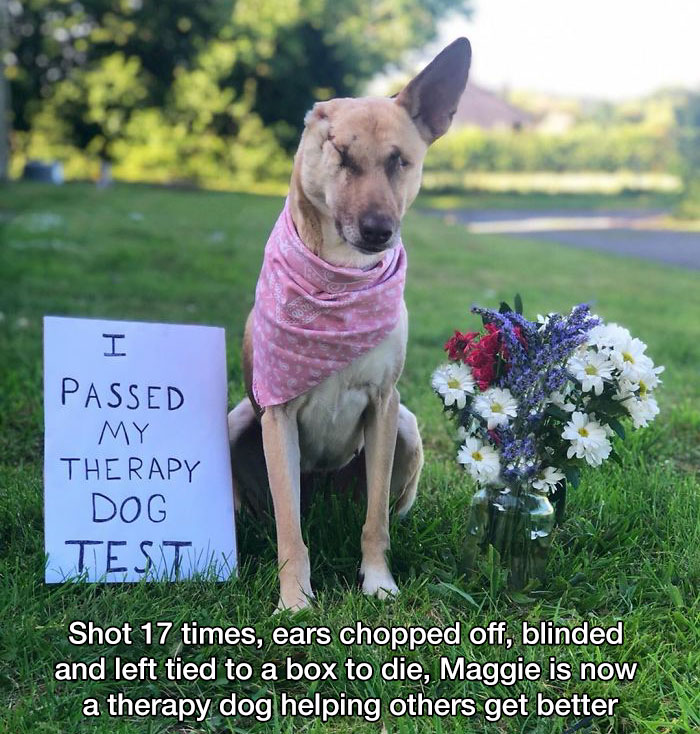 dog shot 17 times therapy dog - I Passed My Therapy Dog Test Max Shot 17 times, ears chopped off, blinded and left tied to a box to die, Maggie is now a therapy dog helping others get better