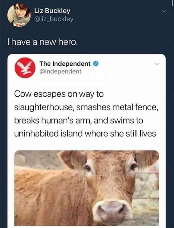 cow worship meme - Liz Buckley Thave a new hero. The Independent Cow escapes on way to slaughterhouse, smashes metal fence, breaks human's arm, and swims to uninhabited island where she still lives