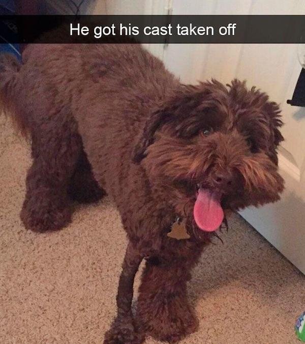 dog just got cast off - He got his cast taken off