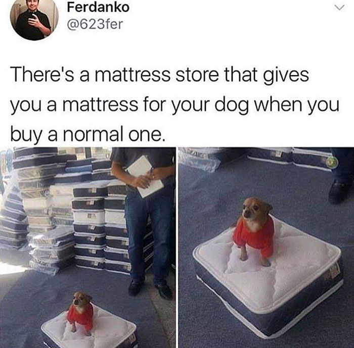 buy a mattress and get one for your dog - Ferdanko There's a mattress store that gives you a mattress for your dog when you buy a normal one. Sa