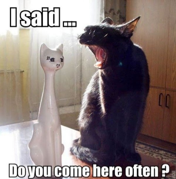 funny cat joke memes - I said... Cc Do you come here often ?