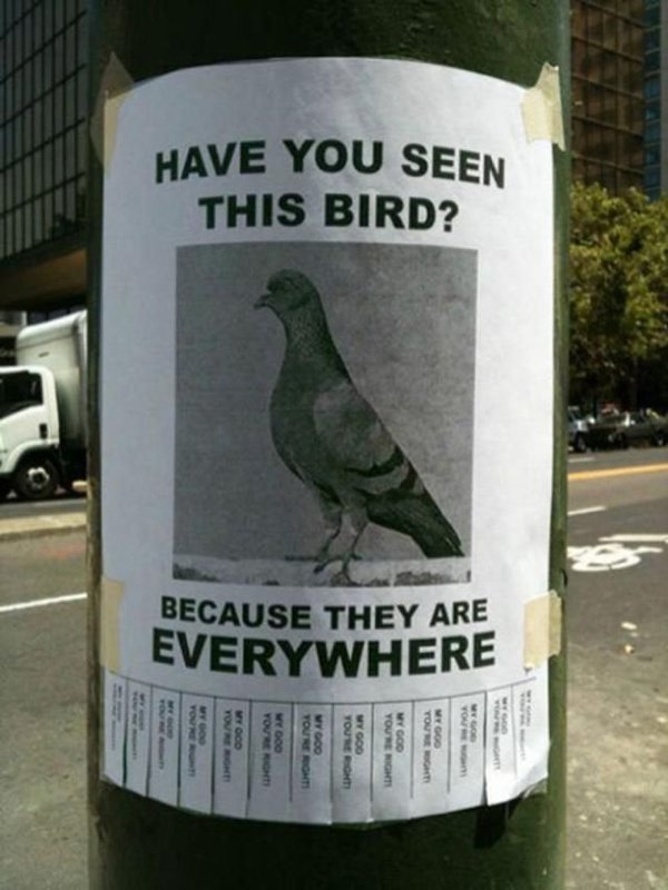 lost and found funny - Have You Seen This Bird? Because They Are Everywhere Yor Wy Doo We Doo Yone Sont Woo Younen Wygod