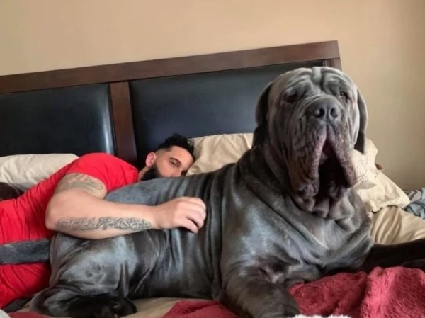 big dogs