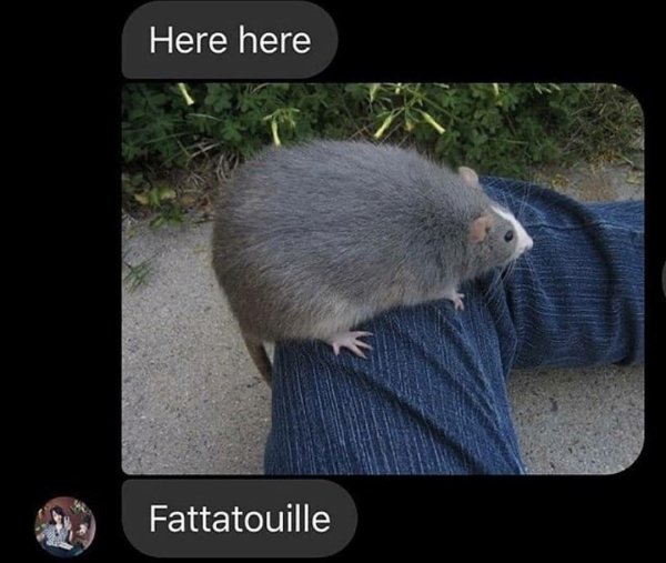 fat rat