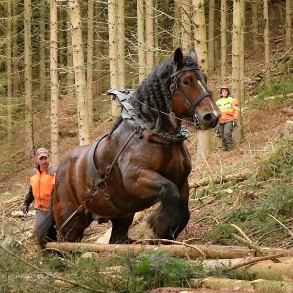 Draft horse