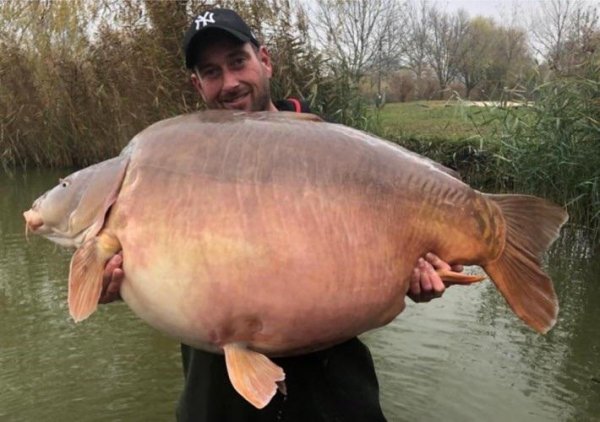 carp world record