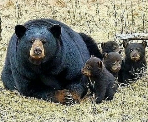 baby bears