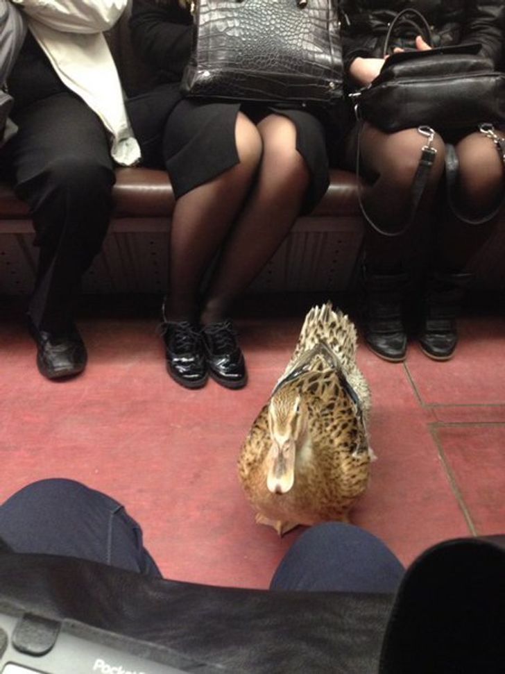 “A duck in a subway train came up and started to gaze at me. I felt awkward.”