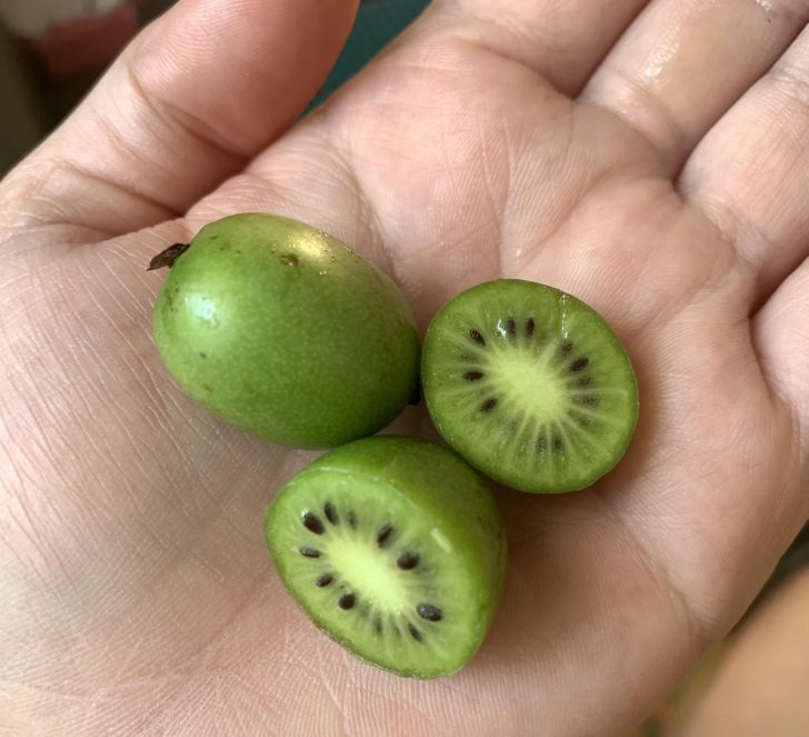 “Kiwi berries — grape-sized, edible skin, taste like Kiwi!”