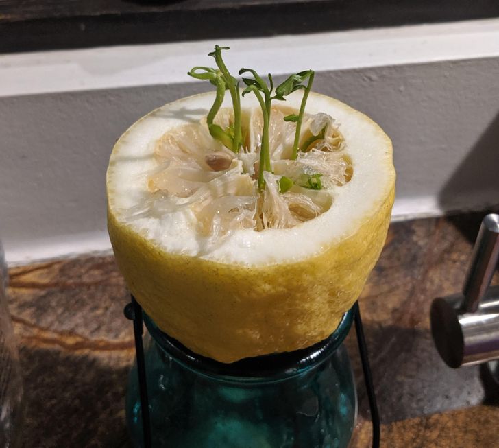 “I cut a lemon from my yard in half to find the seeds already sprouting.”