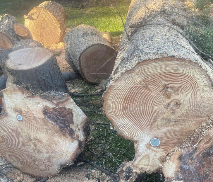 “I was cutting down a tree at a golf course and found a golf ball wedged inside it.”