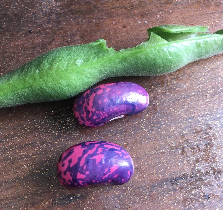 “I found these crazy pink and purple seeds inside our runner bean plant.”