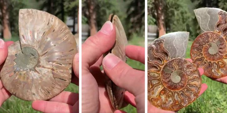 10-million-year old ammonite with a rainbow iridescent shell and calcite geode chambers inside