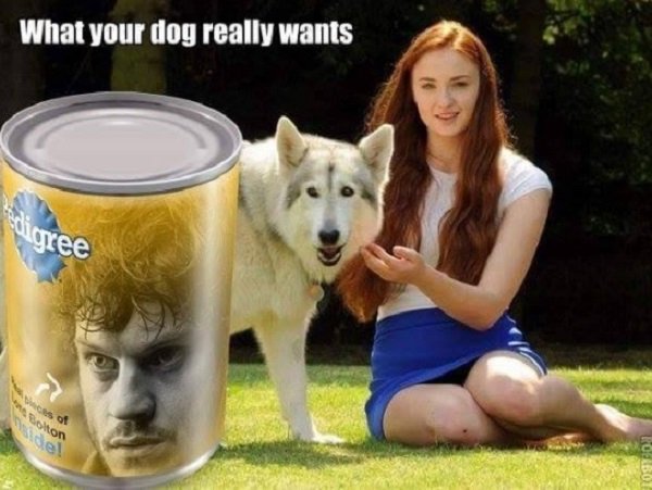 game of thrones meme dog - What your dog really wants digree of On