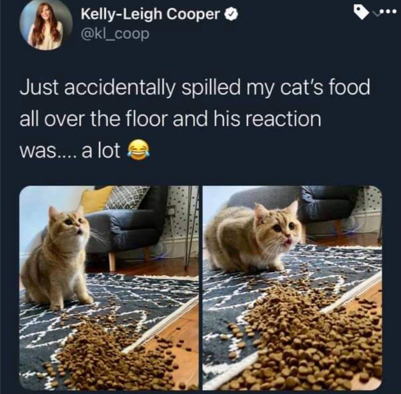 Cat - KellyLeigh Cooper Just accidentally spilled my cat's food all over the floor and his reaction was.... a lot