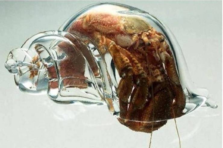 hermit crab glass shell