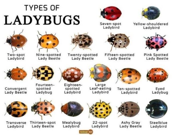 ladybug types - Types Of Ladybugs Sevenspot Ladybird Yellowshouldered Ladybird Twospot Ladybird Ninespotted Lady Beetle Twentyspotted Lady Beetle Fifteenspotted Lady Beetle Pink Spotted Lady Beetle Convergent Lady Beetle Fourteen spotted Ladybug Eighteen 