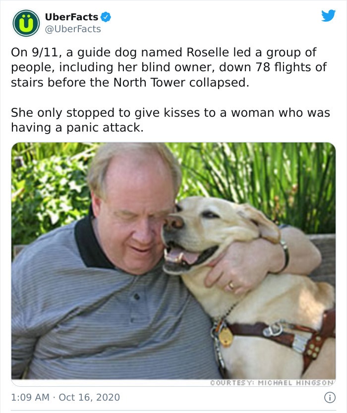 roselle guide dog sept 11 - UberFacts On 911, a guide dog named Roselle led a group of people, including her blind owner, down 78 flights of stairs before the North Tower collapsed. She only stopped to give kisses to a woman who was having a panic attack.