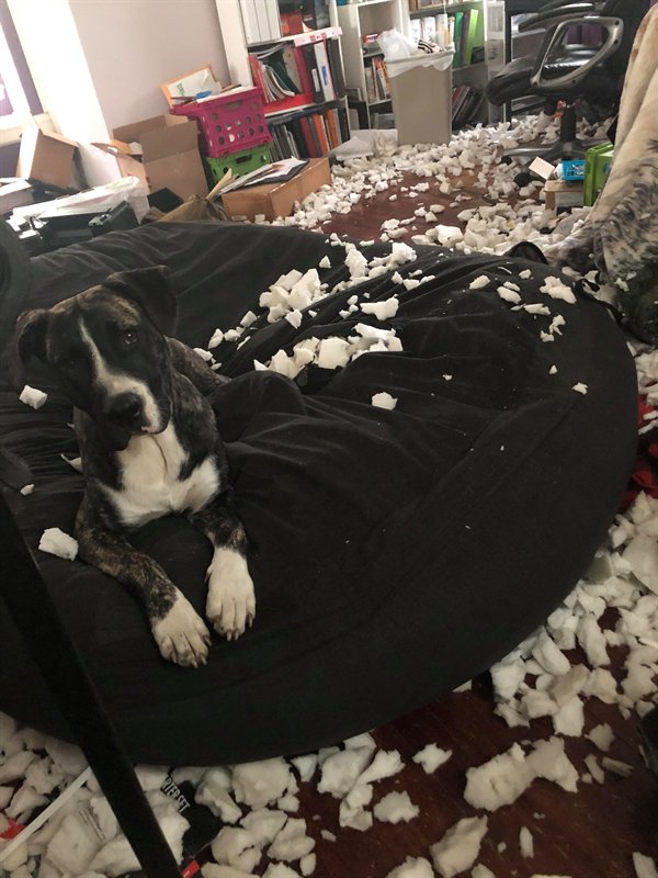 “New pup ripped a hole in the bean bag chair and had some fun last night.”