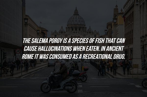 pedalea o revienta - The Salema Porgy Is A Species Of Fish That Can Cause Hallucinations When Eaten. In Ancient Rome It Was Consumed As A Recreational Drug.