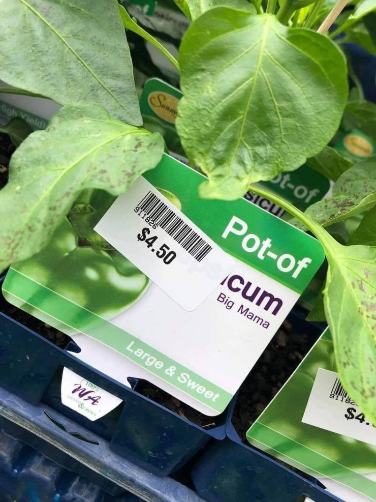 funny pics - pot of cum plant