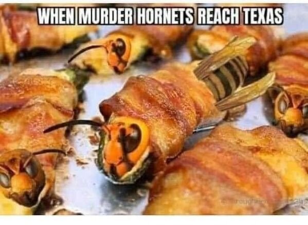 murder hornet louisiana - When Murder Hornets Reach Texas