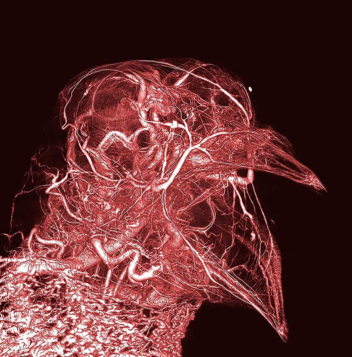bird blood vessels