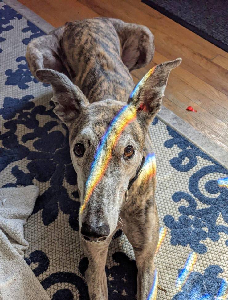 fascinating photos - greyhound with rainbow stripe from relfection