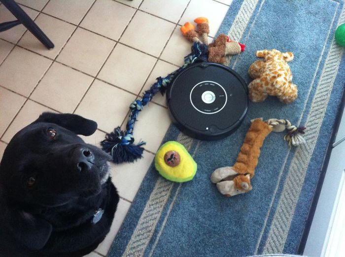 Came Into The Kitchen To Find That My Dog Trapped The Dead Roomba With His Toys